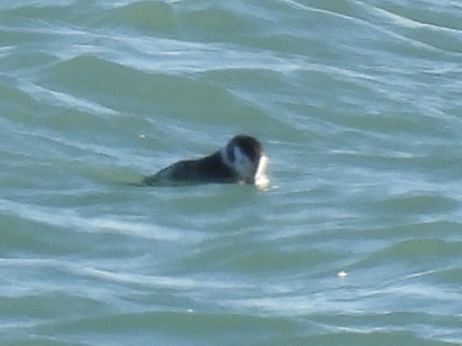 Long-tailed Duck - ML647533290