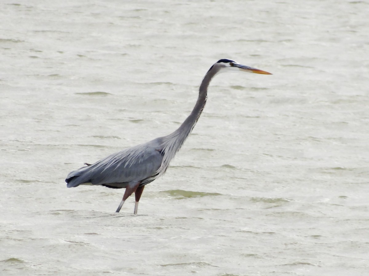 Great Blue Heron - ML647533291