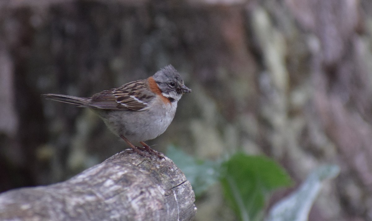 Rufous-collared Sparrow - ML647533292