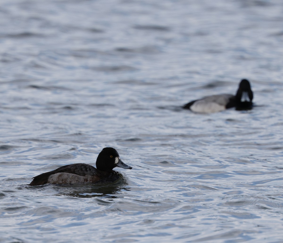 Lesser Scaup - ML647533293