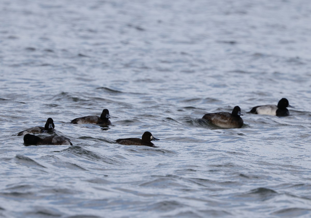 Lesser Scaup - ML647533294