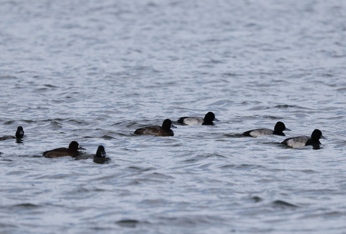 Lesser Scaup - ML647533295