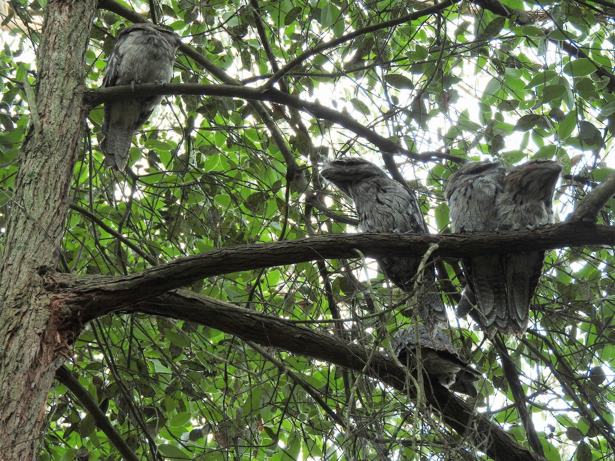 Avustralya Kocaağzı - ML647533309