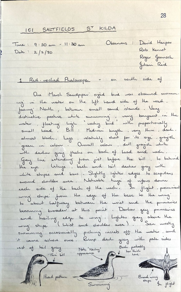 Red-necked Phalarope - ML647533310