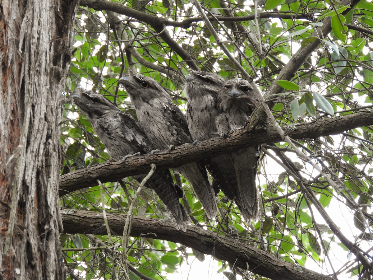 Avustralya Kocaağzı - ML647533315