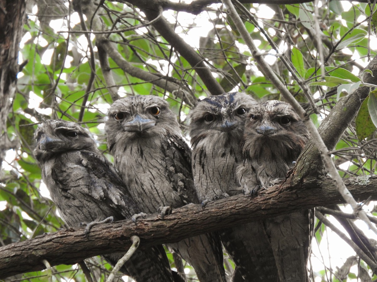 Avustralya Kocaağzı - ML647533316