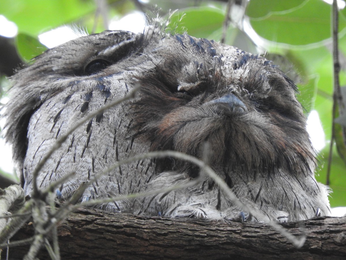 Avustralya Kocaağzı - ML647533318