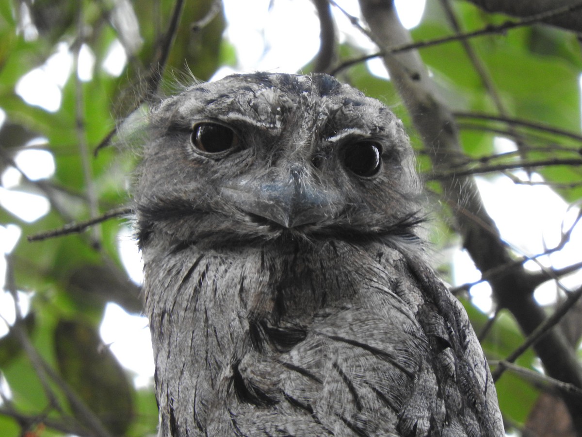 Avustralya Kocaağzı - ML647533319