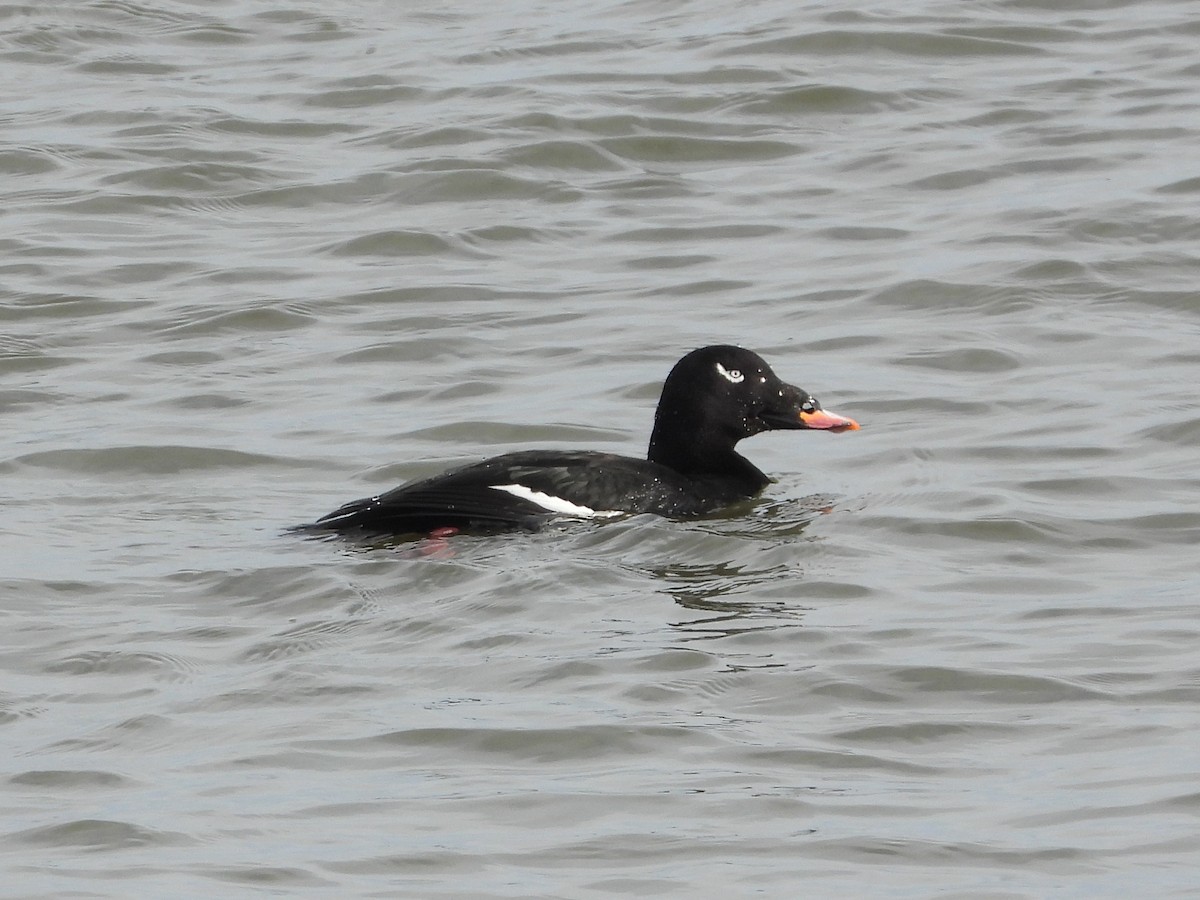 アメリカビロードキンクロ - ML647533322