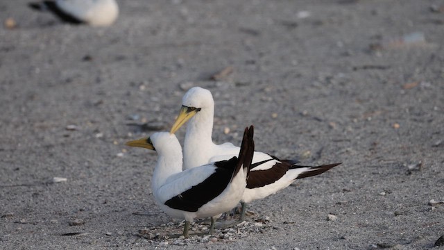 Masked Booby - ML647533332