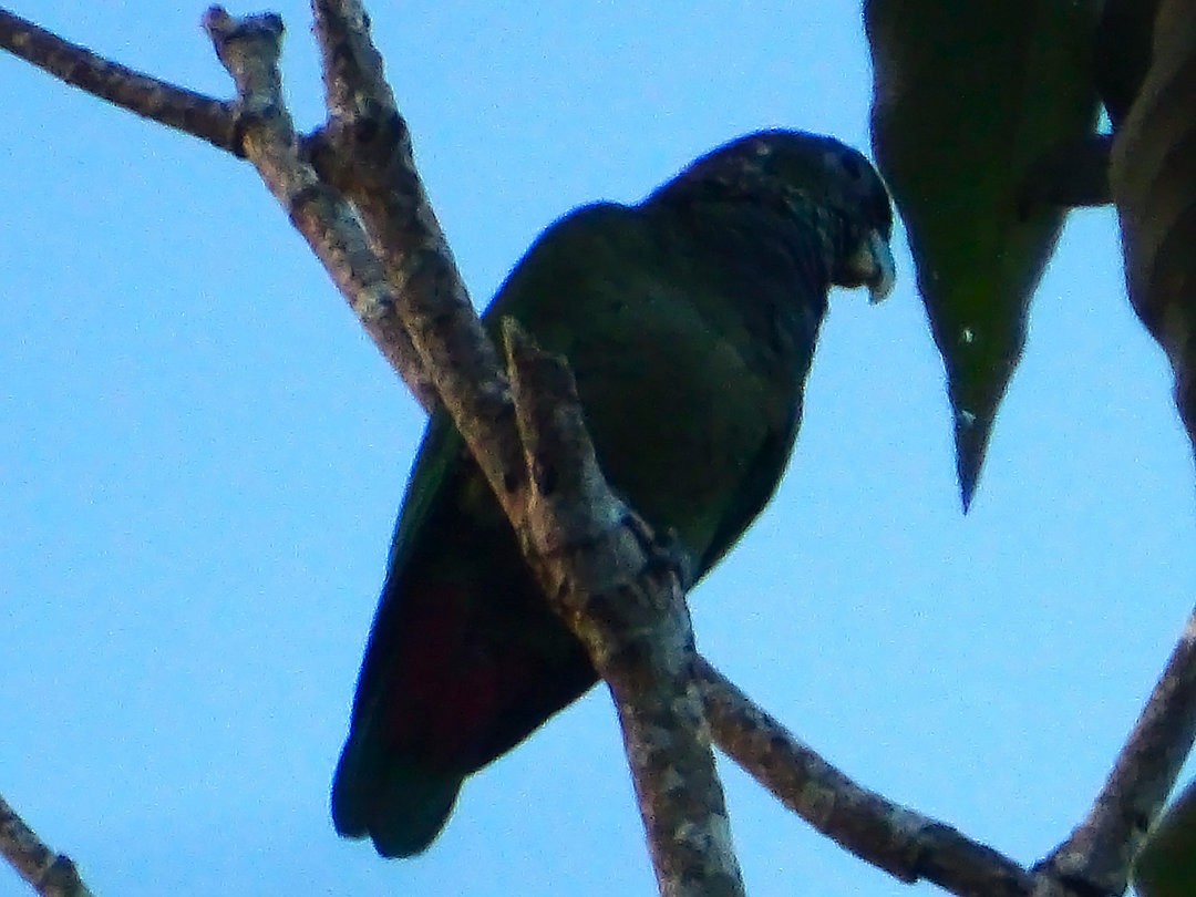 Scaly-headed Parrot - ML647533339