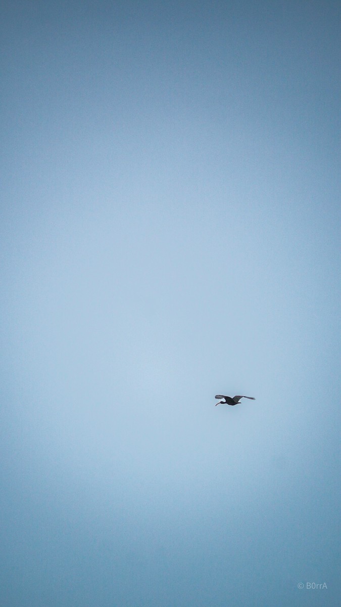 Ibis Afeitado - ML647533341