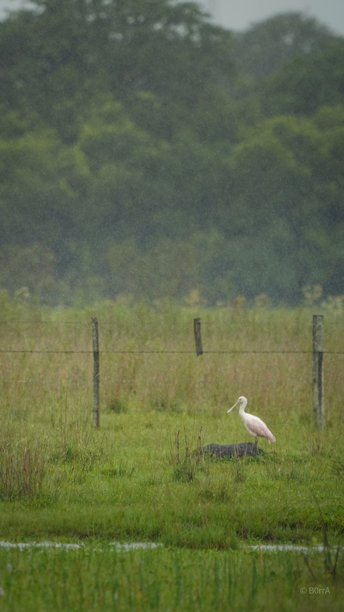 Roseate Spoonbill - ML647533344