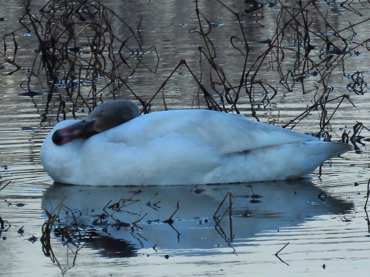 Tundra Swan - ML647533349