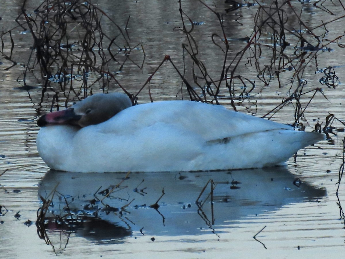 Tundra Swan - ML647533350