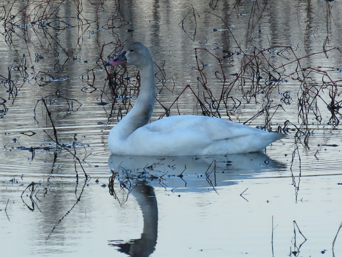 Tundra Swan - ML647533351