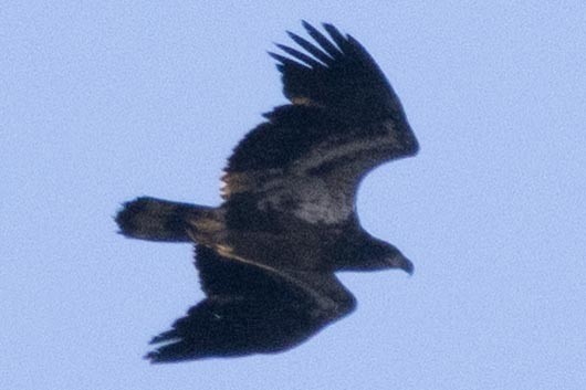 Bald Eagle - ML647533358