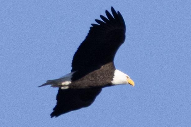 Bald Eagle - ML647533360