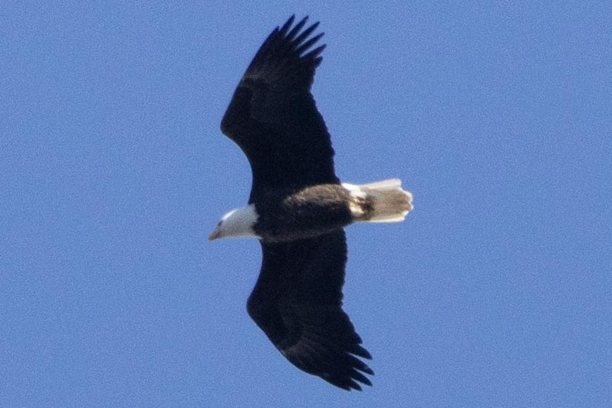 Bald Eagle - ML647533361