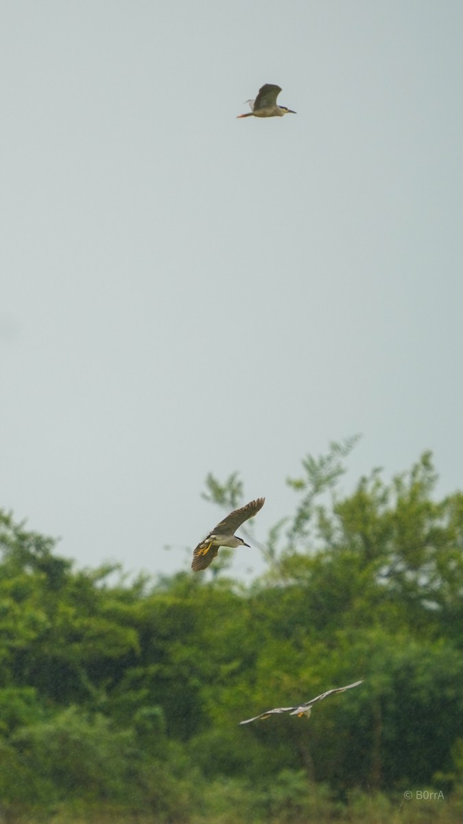 Black-crowned Night Heron - ML647533364
