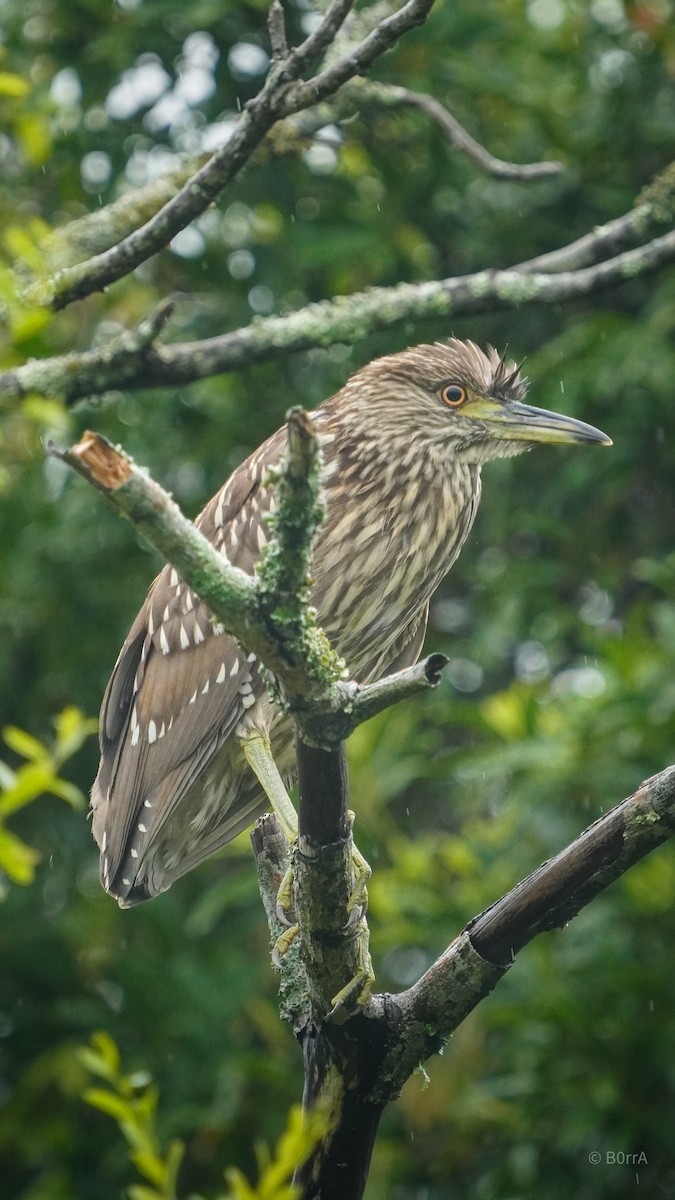 Black-crowned Night Heron - ML647533365