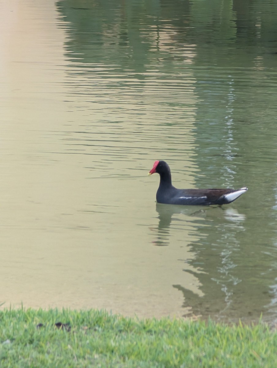 Common Gallinule - ML647533368