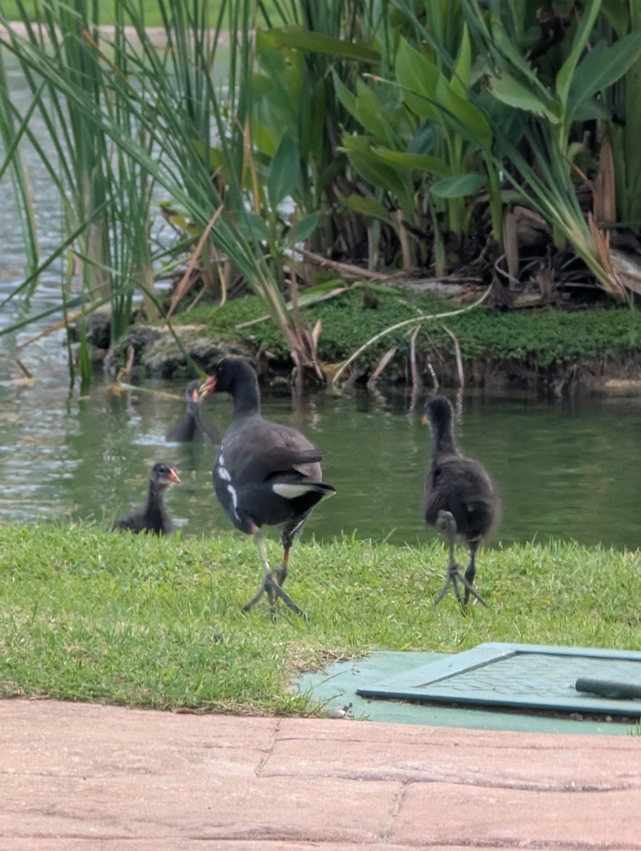 Common Gallinule - ML647533369