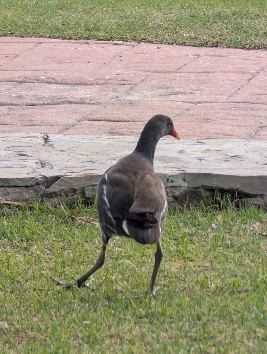 Common Gallinule - ML647533370