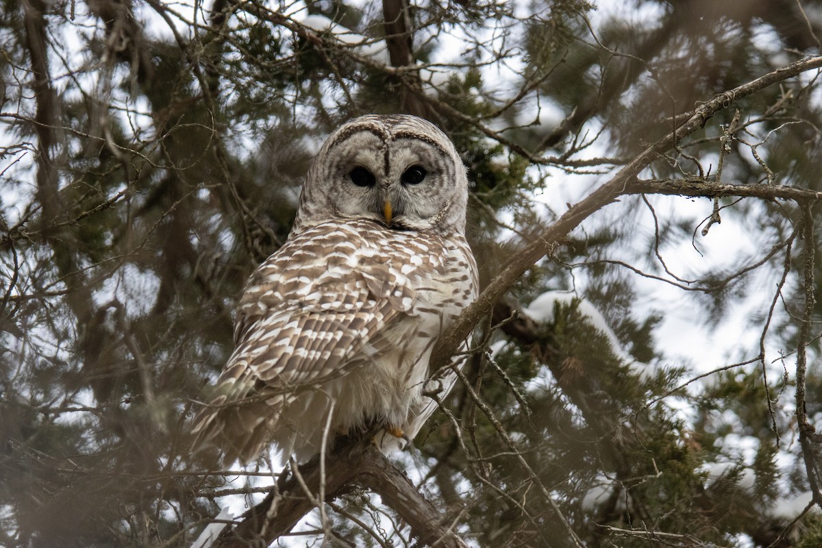 Barred Owl - ML647533371
