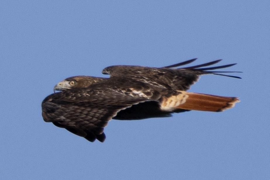 Red-tailed Hawk - ML647533372