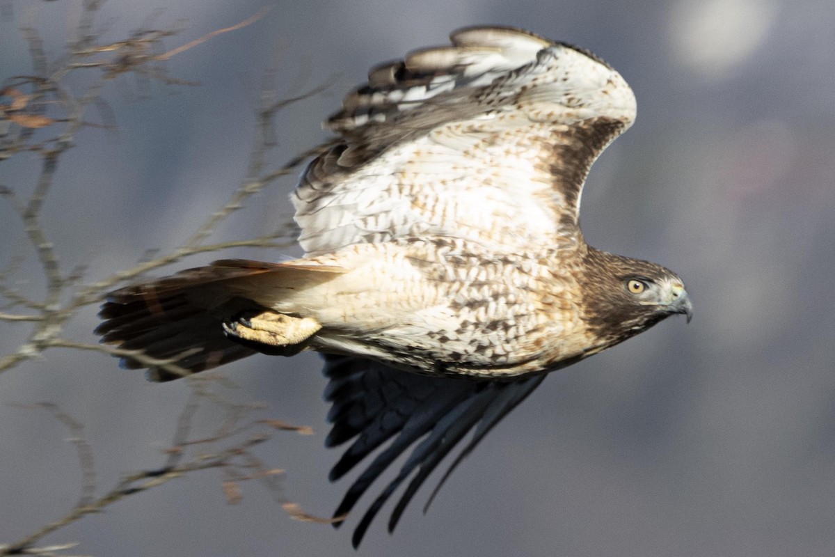 Red-tailed Hawk - ML647533373
