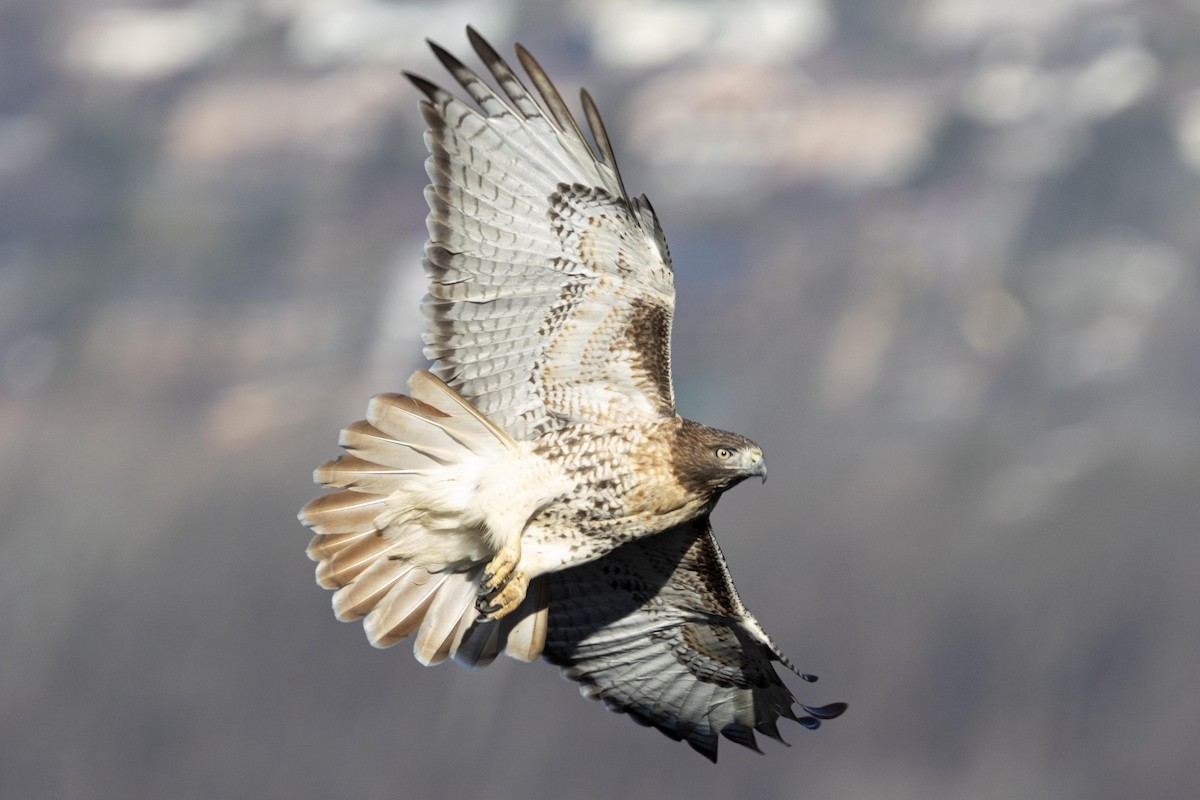 Red-tailed Hawk - ML647533374