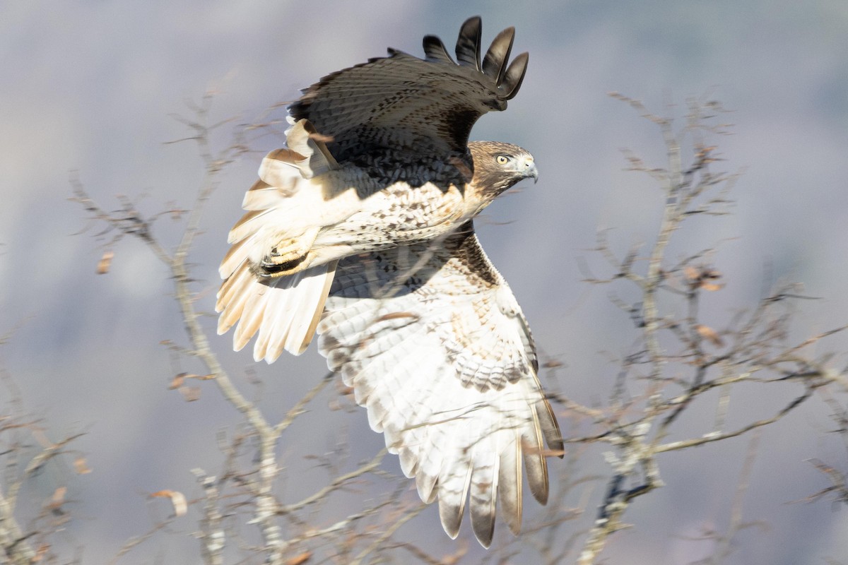 Red-tailed Hawk - ML647533375