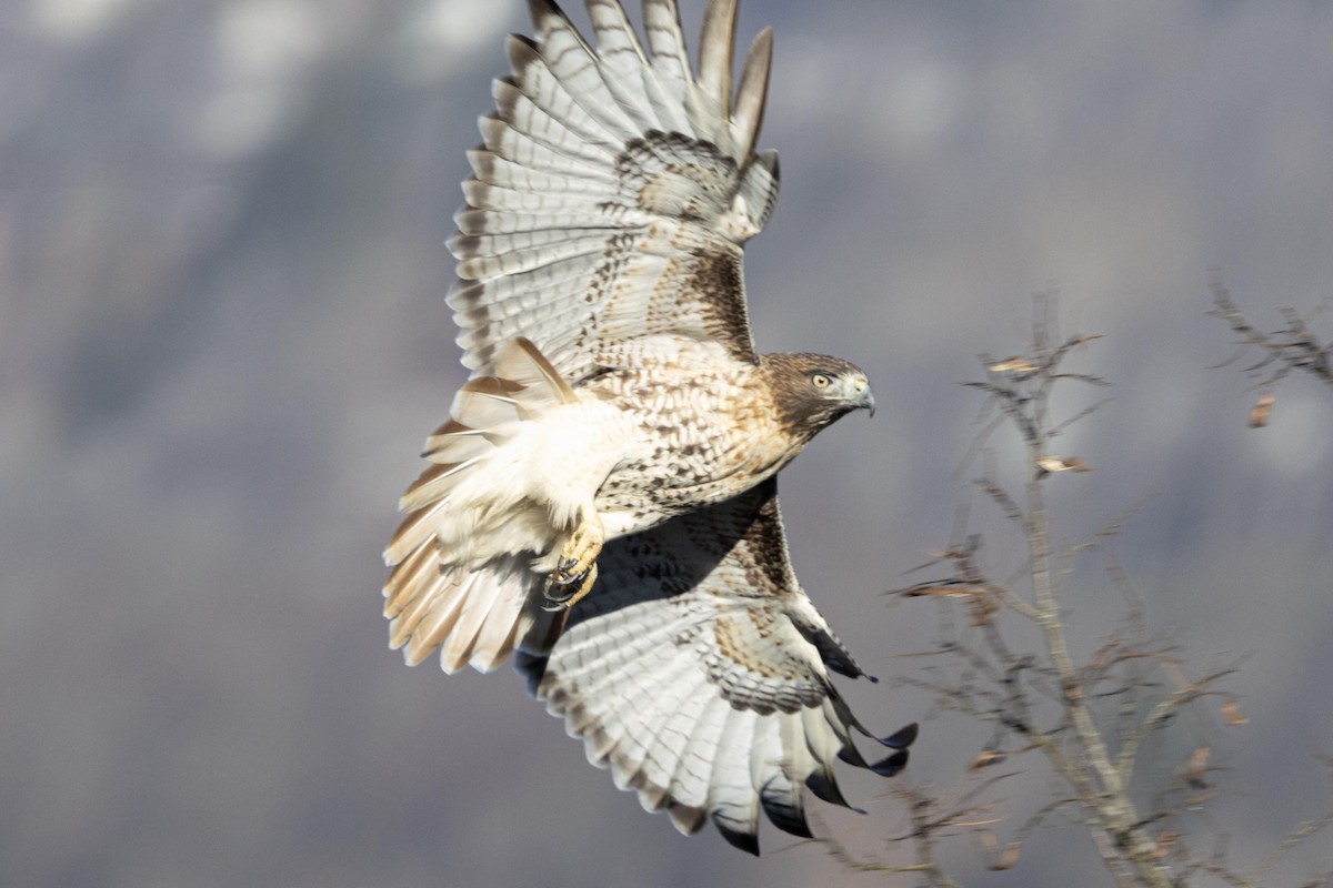 Red-tailed Hawk - ML647533376