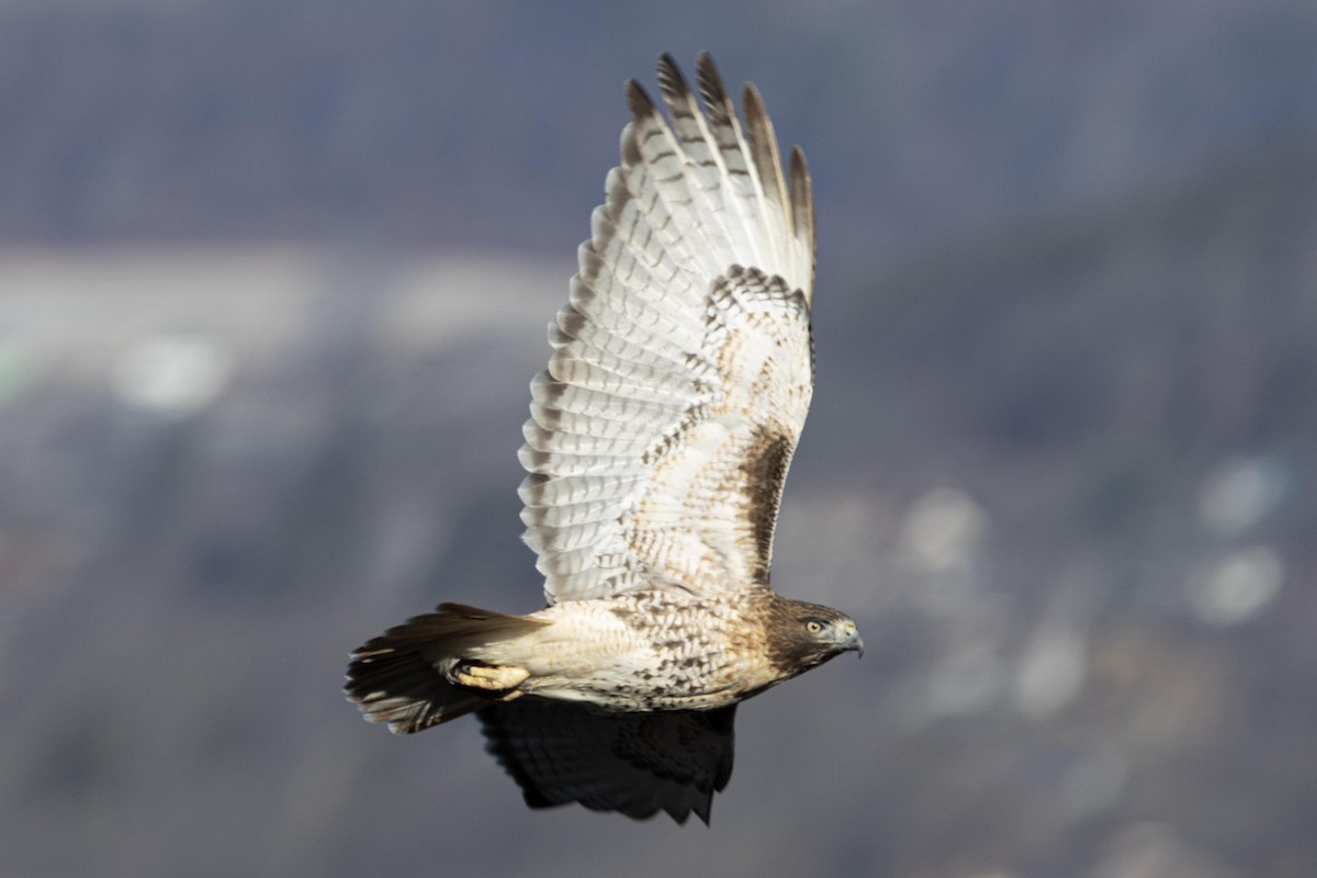 Red-tailed Hawk - ML647533377