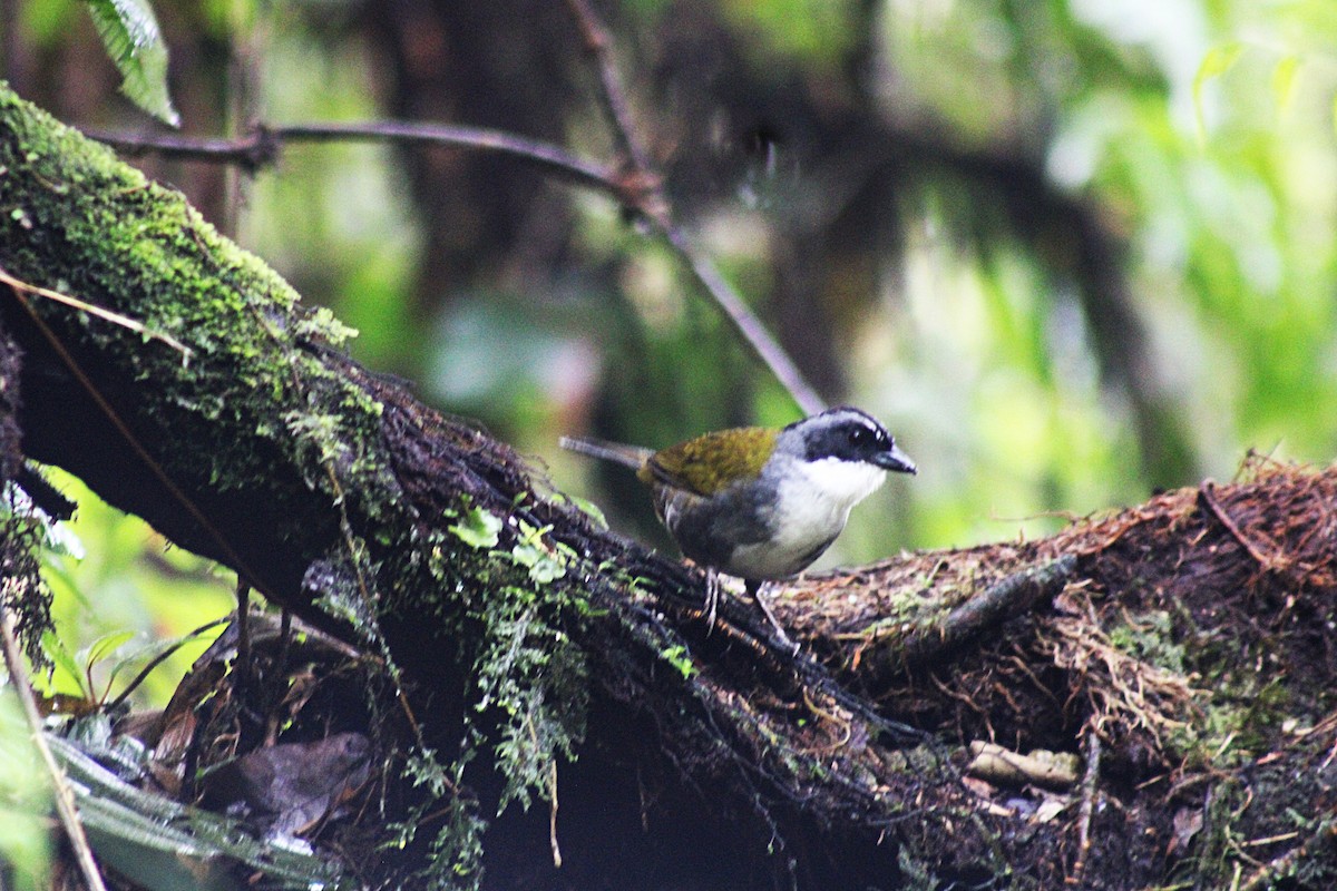 Gray-browed Brushfinch - ML647533378