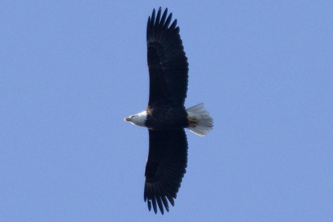 Bald Eagle - ML647533380