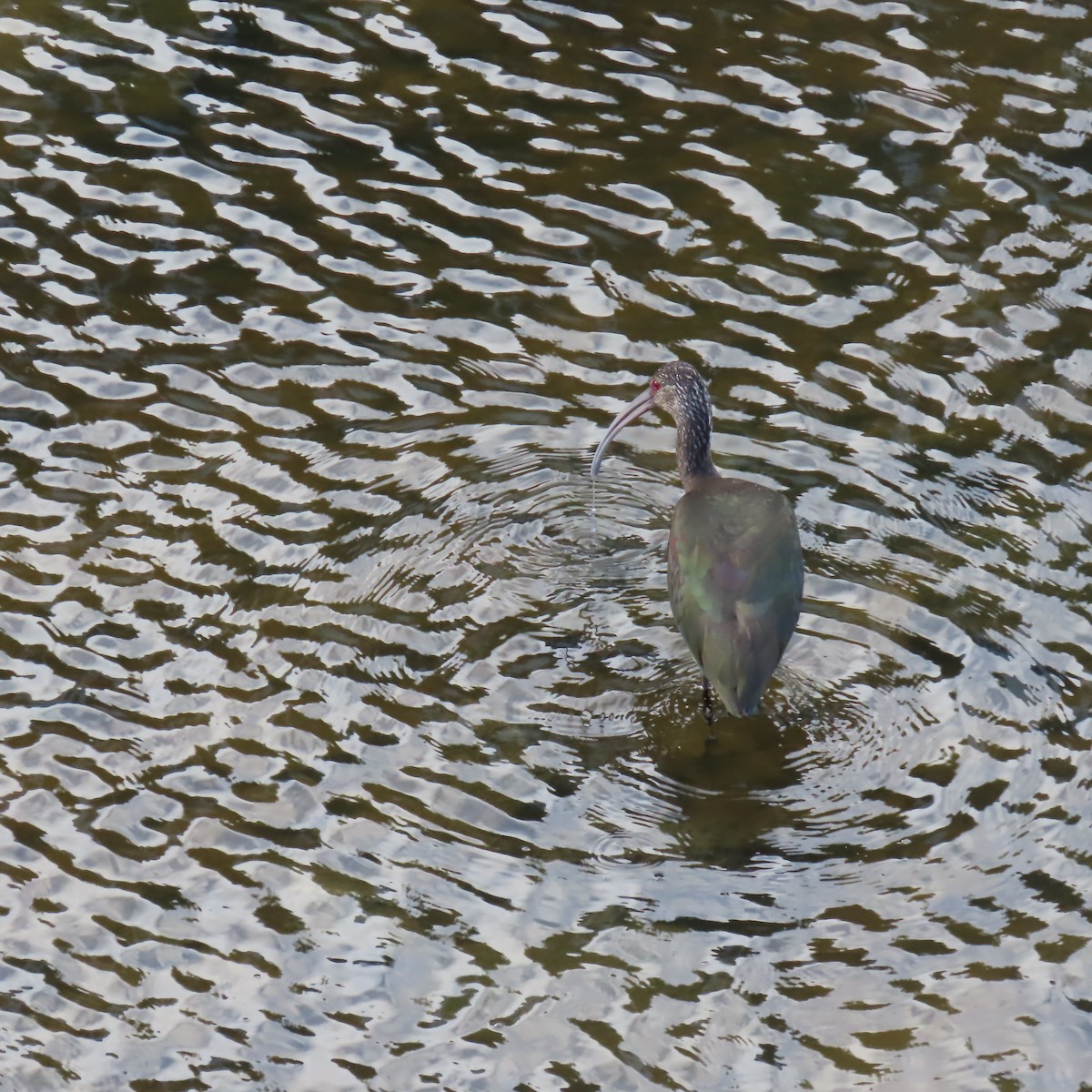 White-faced Ibis - ML647533381