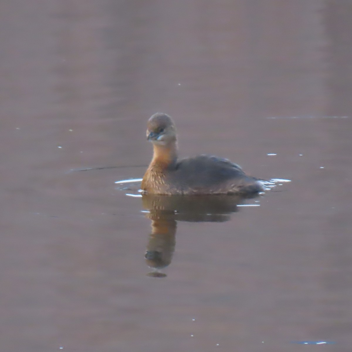 Pied-billed Grebe - ML647533382