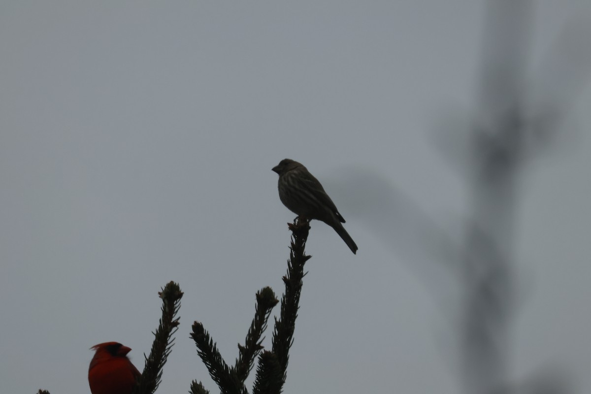 House Sparrow - ML647533384