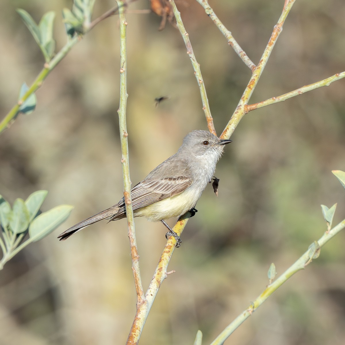 Suiriri Flycatcher - ML647533387