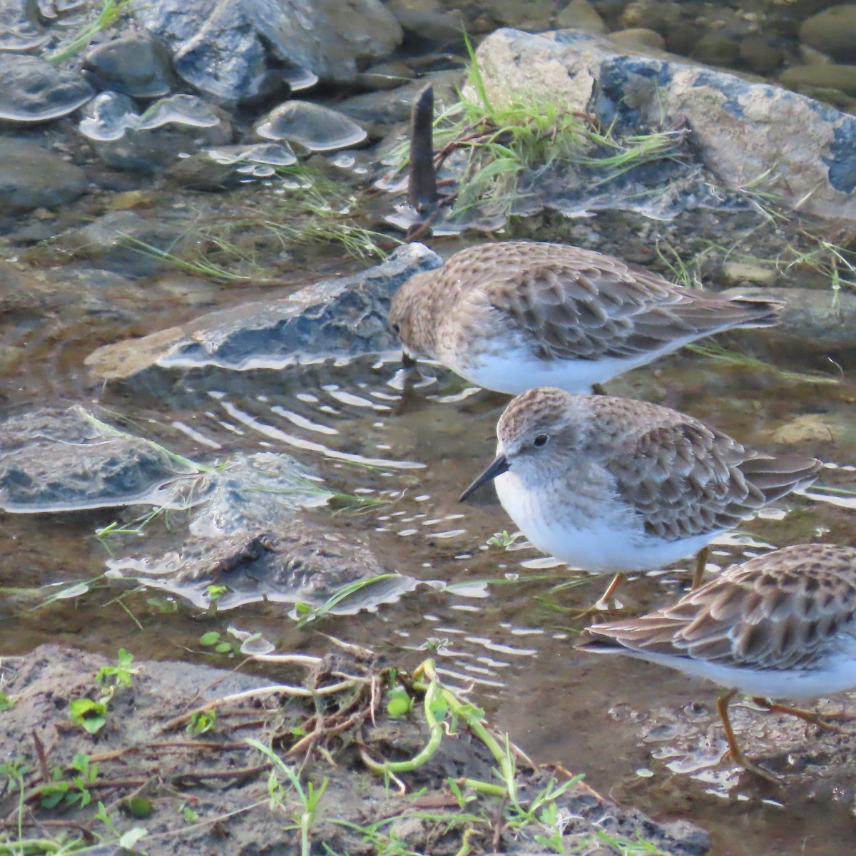 Least Sandpiper - ML647533391