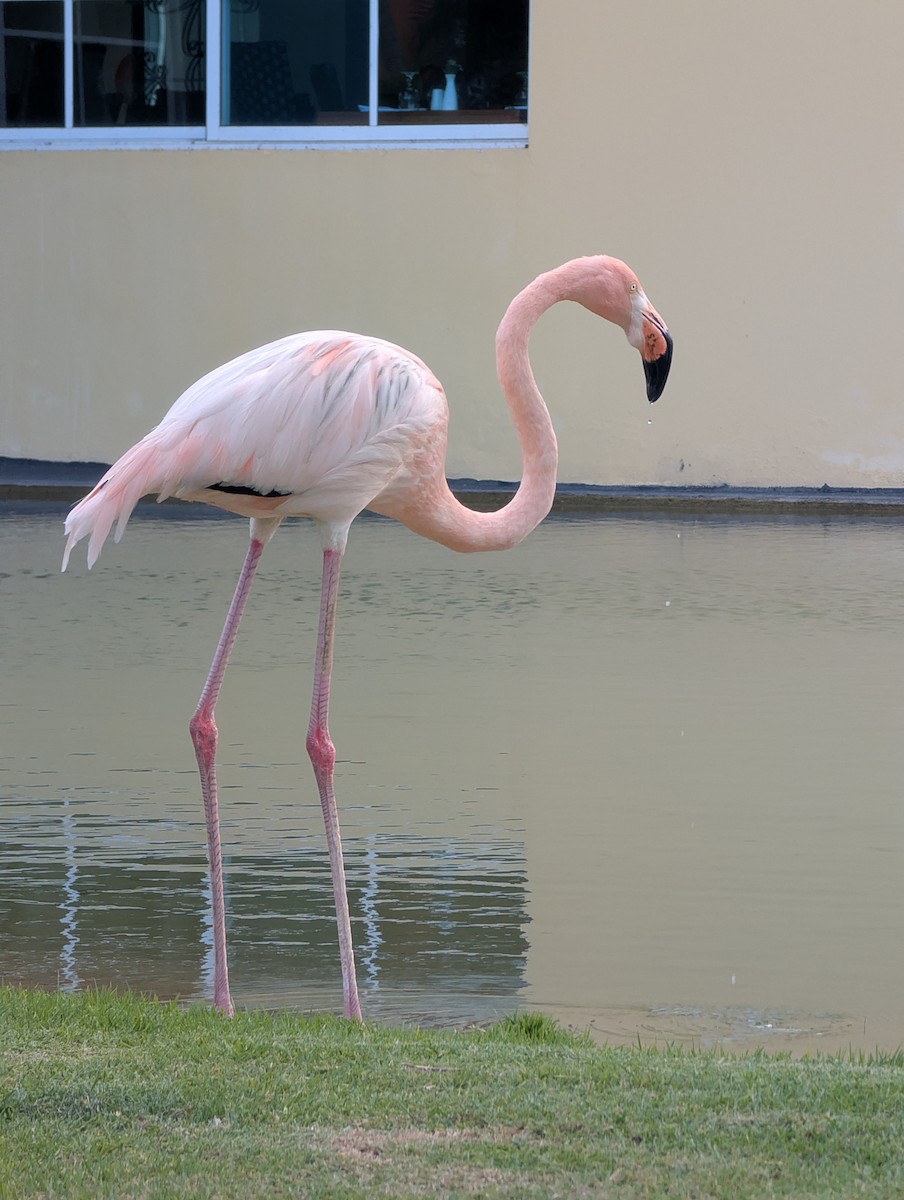 American Flamingo - ML647533392