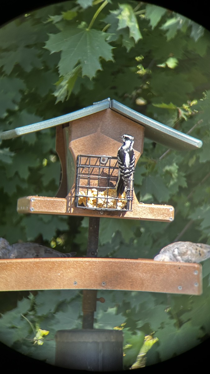 Downy Woodpecker - ML647533393