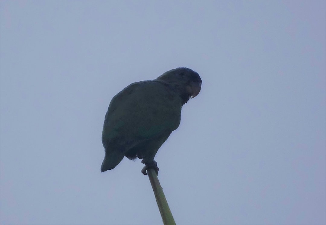 Scaly-headed Parrot - ML647533395
