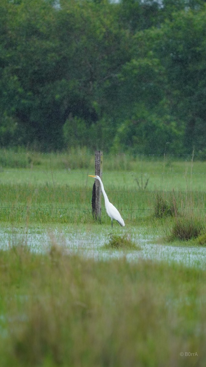 volavka bílá - ML647533408