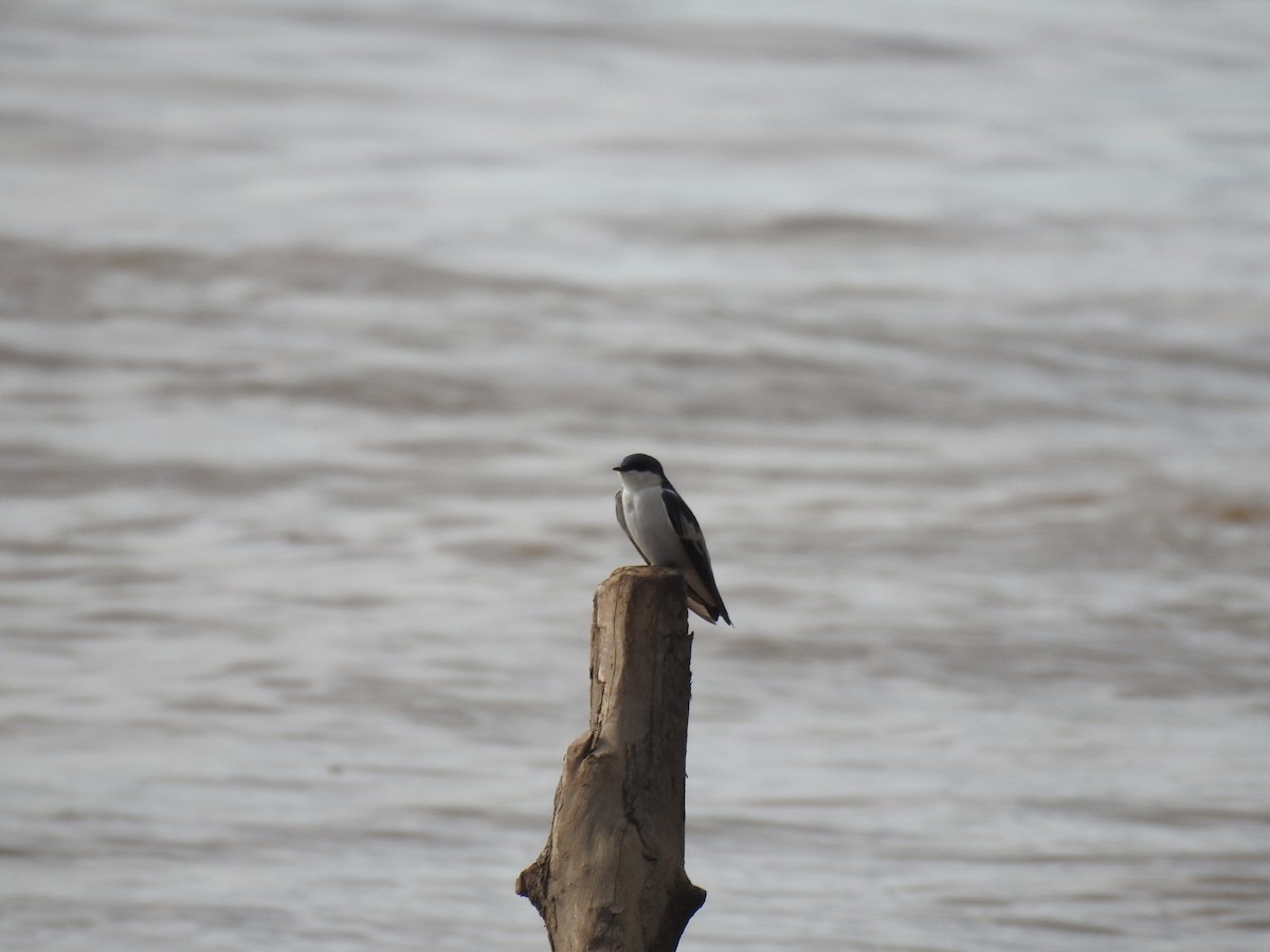 vlaštovka bělobřichá - ML647533412