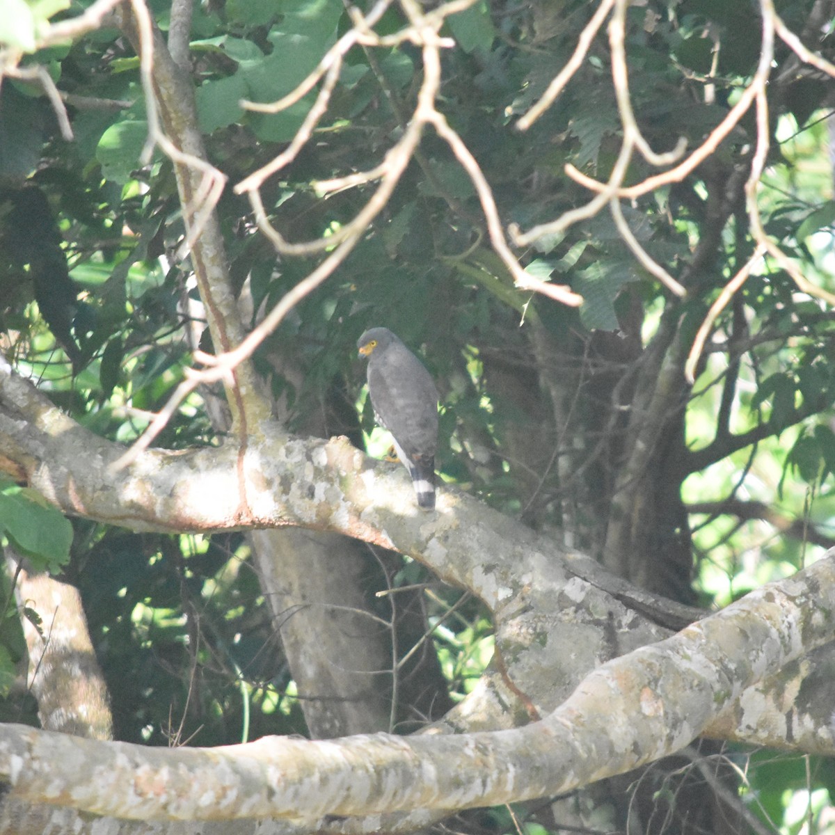 káně krahujová - ML647533414