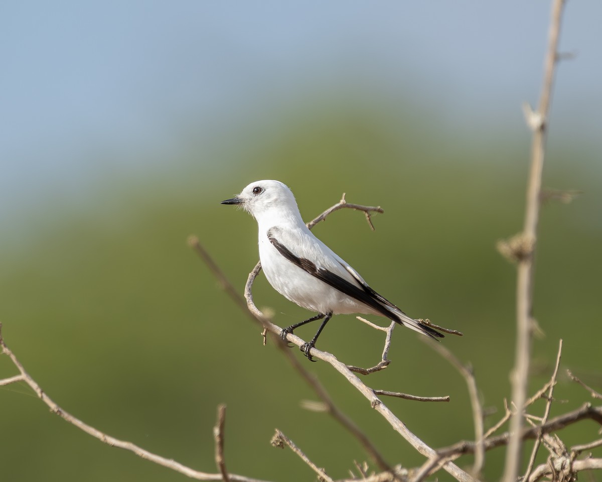 White Monjita - ML647533418