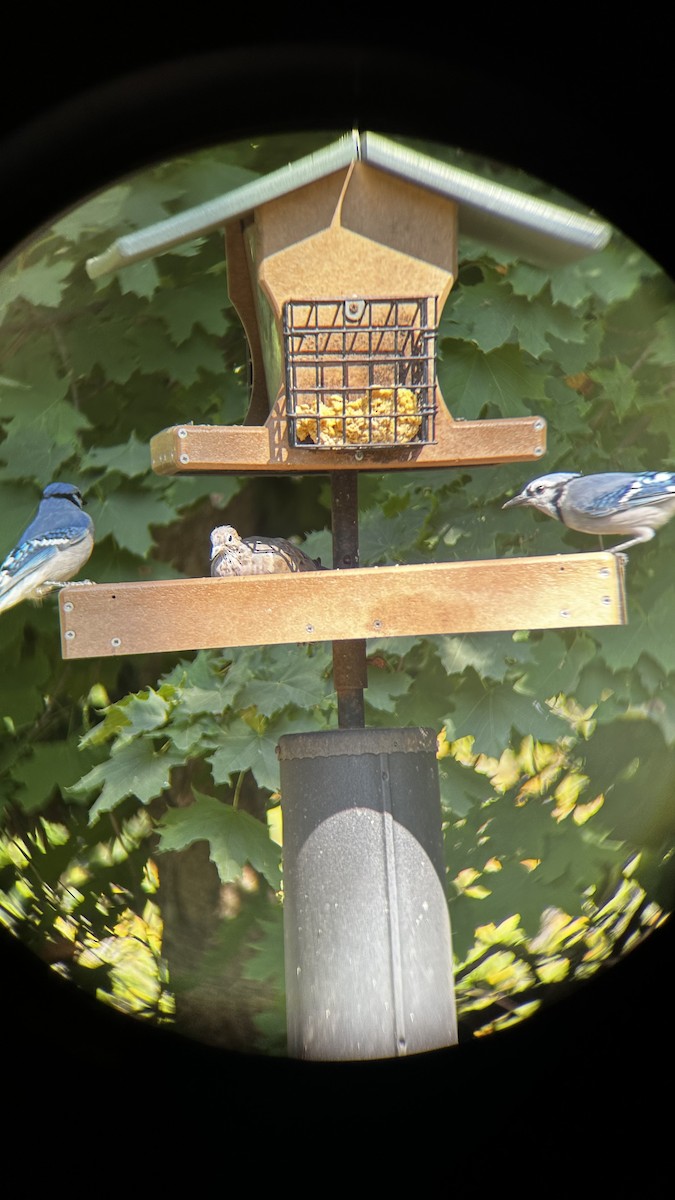 sojka chocholatá - ML647533420